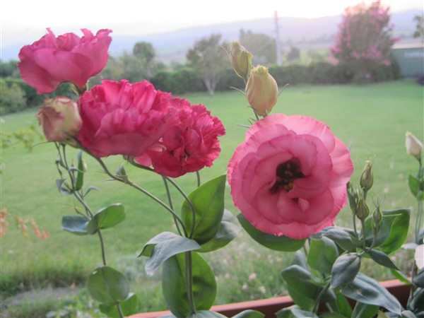 Name:  IMG_1787 (600 x 450).jpg
Views: 571
Size:  57.0 KB