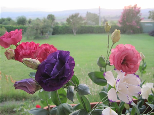 Name:  IMG_1788 (600 x 450).jpg
Views: 581
Size:  57.6 KB