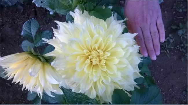 Name:  dalya 2 kocakafa-2017.jpg
Views: 817
Size:  38.2 KB
