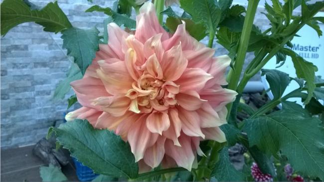 Name:  dalya 5-2017.jpg
Views: 798
Size:  41.0 KB