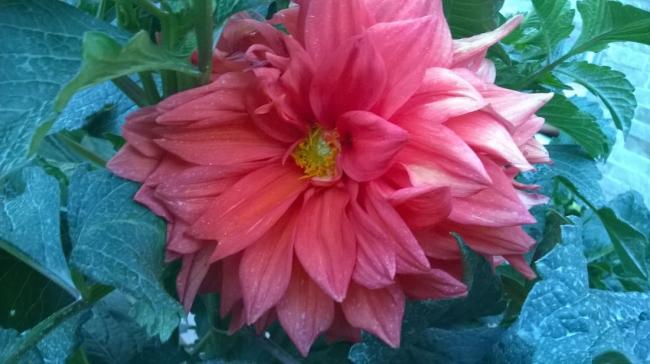 Name:  dalya 7-2017.jpg
Views: 797
Size:  39.1 KB