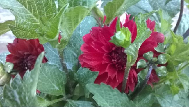 Name:  dalya 8-2017.jpg
Views: 790
Size:  39.8 KB