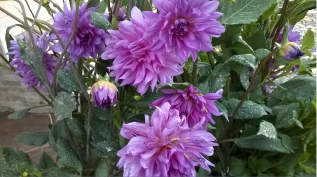 Name:  dalya 9-2017.jpg
Views: 839
Size:  49.2 KB