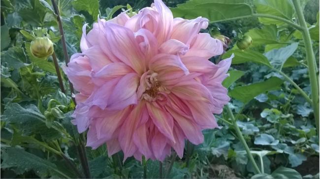Name:  dalya 11-2017.jpg
Views: 872
Size:  42.1 KB