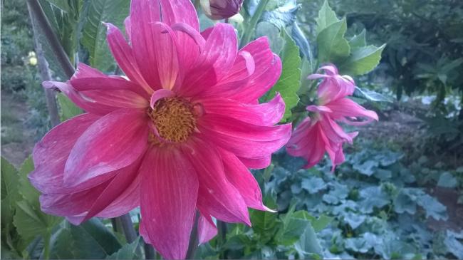 Name:  dalya 12-2017.jpg
Views: 850
Size:  40.6 KB