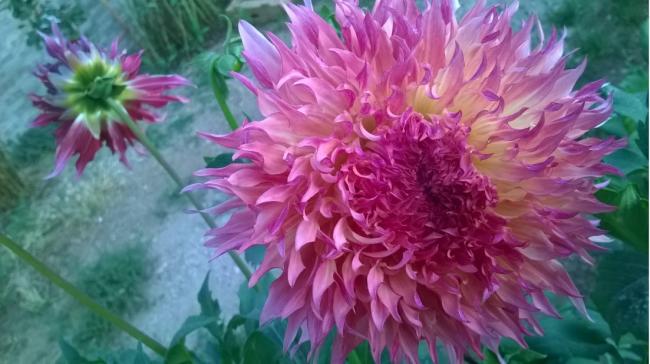 Name:  dalya 15-2017.jpg
Views: 862
Size:  41.7 KB