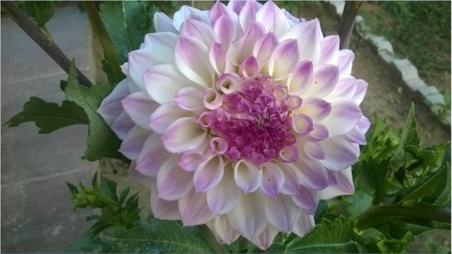 Name:  dalya 16-2017.jpg
Views: 789
Size:  35.3 KB