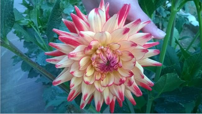 Name:  dalya 17-2017.jpg
Views: 806
Size:  40.7 KB