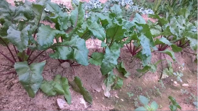 Name:  pancar hazr fide 05.08.2017.jpg
Views: 754
Size:  56.9 KB