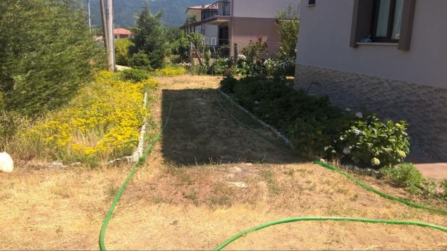 Name:  sar sedum bahe 2017.jpg
Views: 774
Size:  51.2 KB