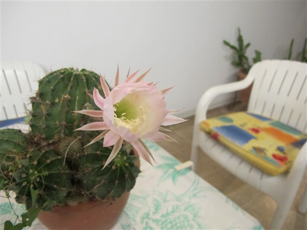 Name:  IMG_1805 (600 x 450).jpg
Views: 495
Size:  46.8 KB
