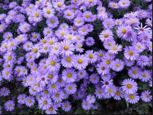 Name:  aster (527 x 396).jpg
Views: 497
Size:  53.0 KB