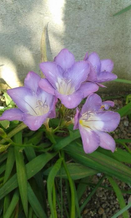 Name:  20170428_111137.jpg
Views: 408
Size:  40.9 KB