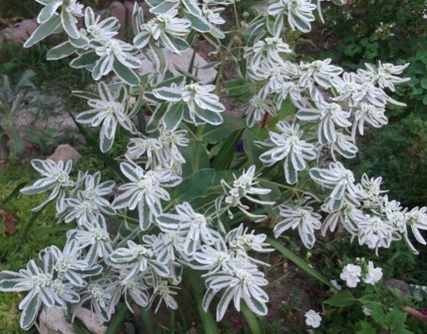 Name:  DSCF0683.jpg
Views: 381
Size:  68.1 KB