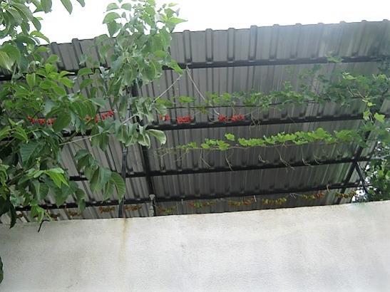 Name:  kuruyan biberler.jpg
Views: 768
Size:  40.8 KB
