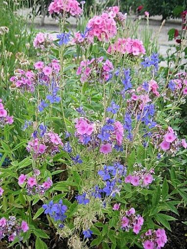 Name:  phlox-hazeran.jpg
Views: 770
Size:  69.6 KB