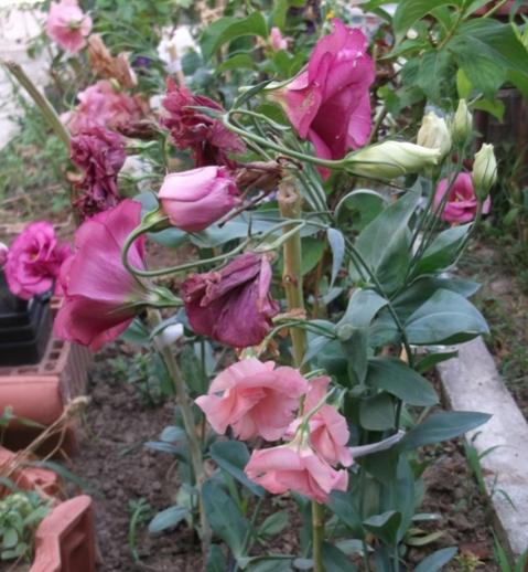 Name:  DSCF0684.jpg
Views: 748
Size:  47.4 KB