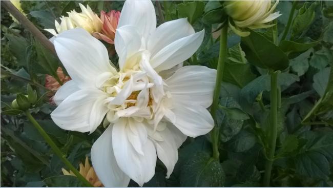 Name:  beyaz dahliya 10.08.2017.jpg
Views: 664
Size:  33.6 KB