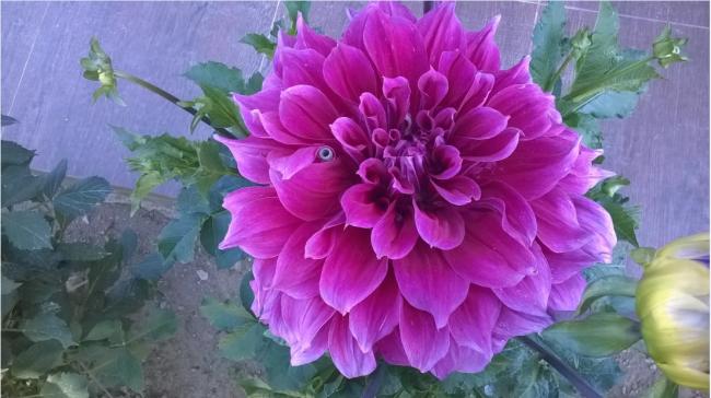 Name:  rekor dahliya 2017.jpg
Views: 677
Size:  41.6 KB