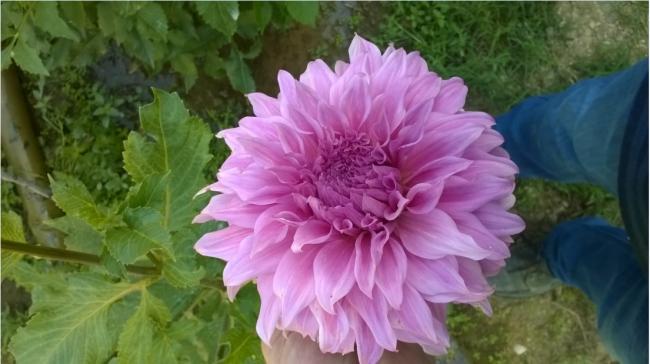 Name:  dahliya 12.08.2017.jpg
Views: 659
Size:  37.7 KB