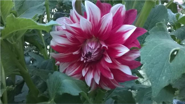Name:  krmz-beyaz dahliya 2017.jpg
Views: 684
Size:  36.4 KB