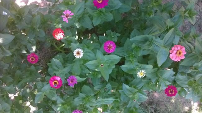 Name:  zinnia 12.0.2017.jpg
Views: 654
Size:  43.4 KB