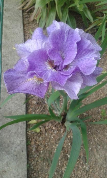 Name:  20170526_084206.jpg
Views: 814
Size:  45.9 KB