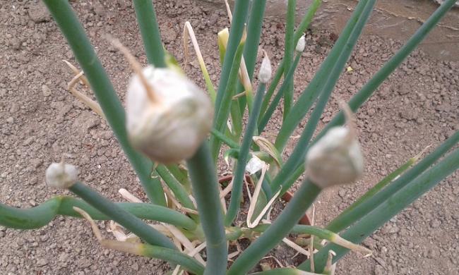 Name:  20170526_145704.jpg
Views: 827
Size:  55.9 KB