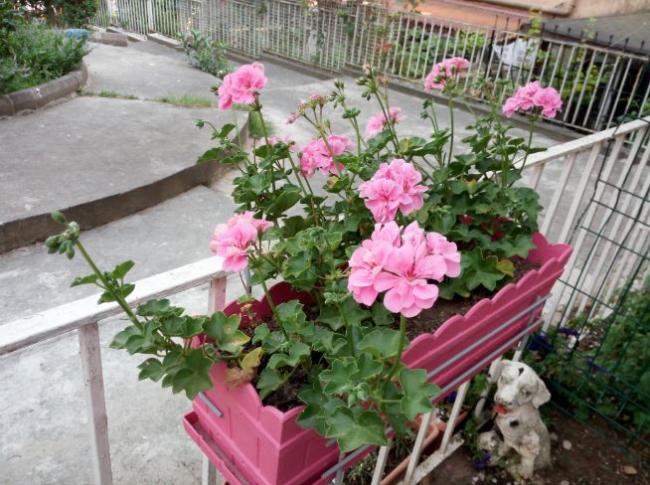 Name:  sar1.jpg
Views: 413
Size:  64.9 KB