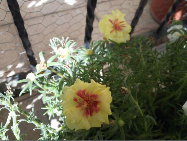 Name:  ip1.jpg
Views: 396
Size:  47.0 KB