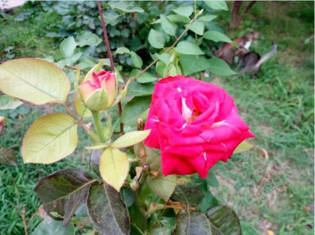 Name:  gu2.jpg
Views: 394
Size:  55.7 KB