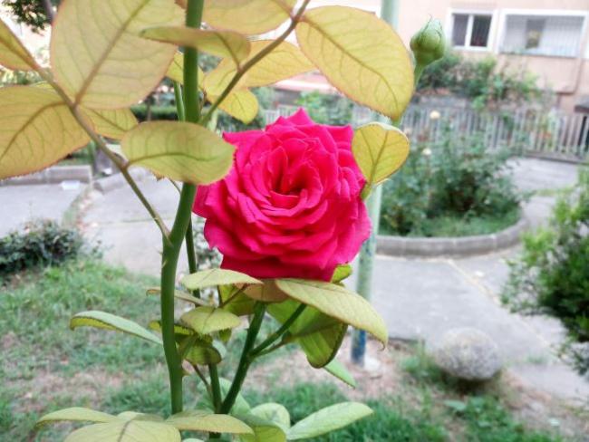Name:  gu4.jpg
Views: 415
Size:  49.5 KB