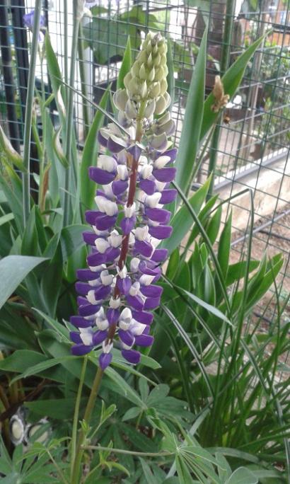 Name:  20170528_084413.jpg
Views: 659
Size:  60.5 KB