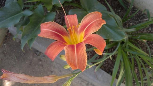 Name:  2017-06-13-2455.jpg
Views: 555
Size:  33.1 KB
