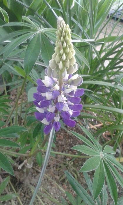 Name:  20170515_174950.jpg
Views: 414
Size:  51.8 KB