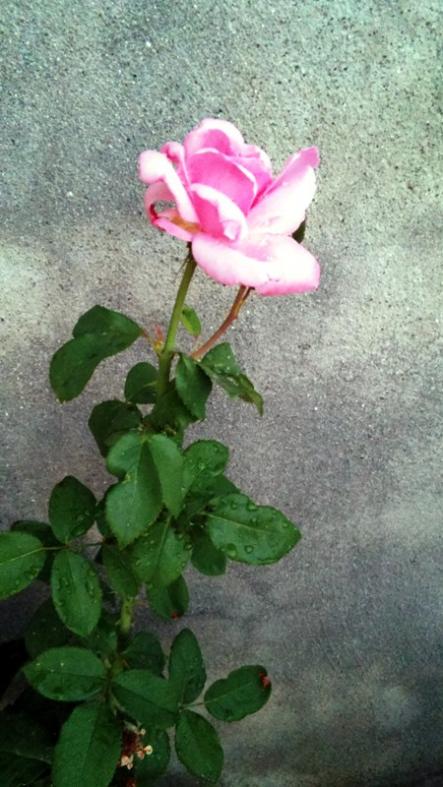 Name:  092.jpg
Views: 642
Size:  61.5 KB