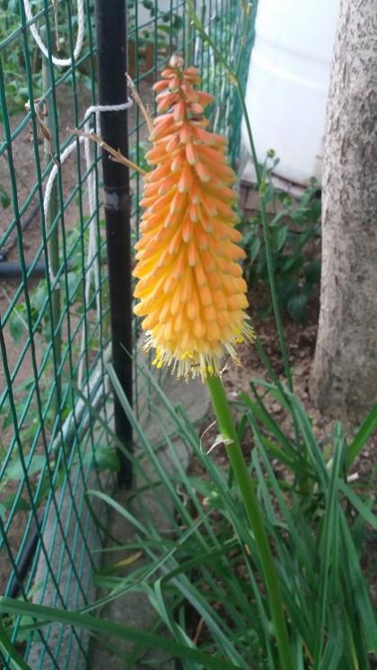 Name:  20170706_201914.jpg
Views: 640
Size:  55.7 KB