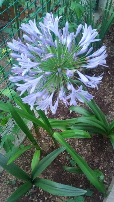 Name:  20170709_202036.jpg
Views: 631
Size:  61.9 KB