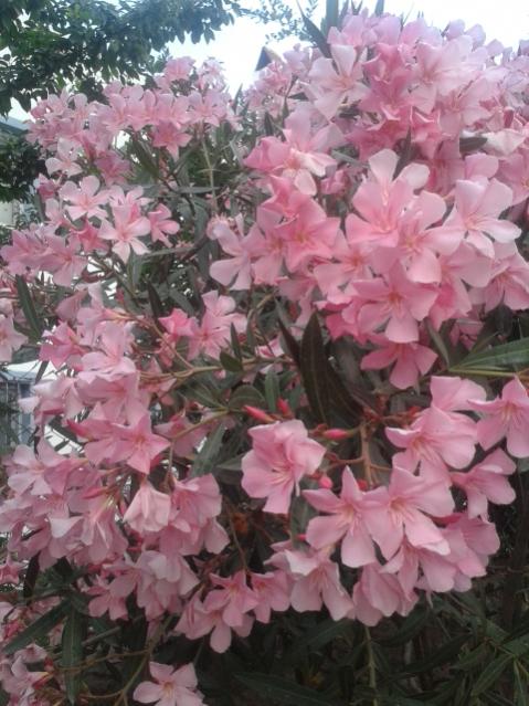 Name:  20170608_194948.jpg
Views: 212
Size:  57.4 KB