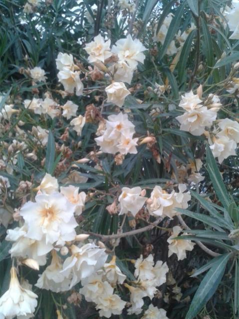 Name:  20170608_194940.jpg
Views: 206
Size:  59.4 KB