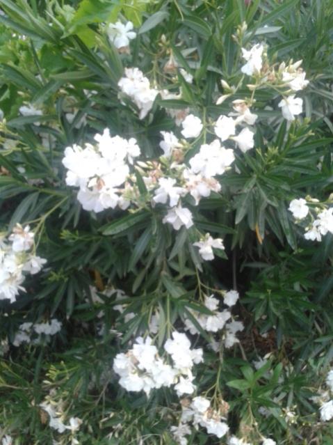 Name:  20170608_194819.jpg
Views: 213
Size:  53.8 KB