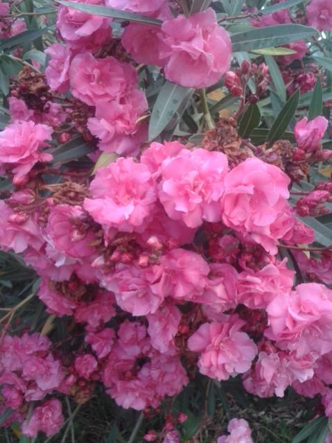 Name:  20170608_194859.jpg
Views: 209
Size:  52.8 KB