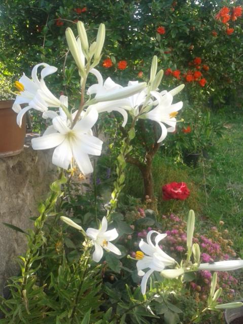 Name:  20170526_080823.jpg
Views: 245
Size:  61.4 KB