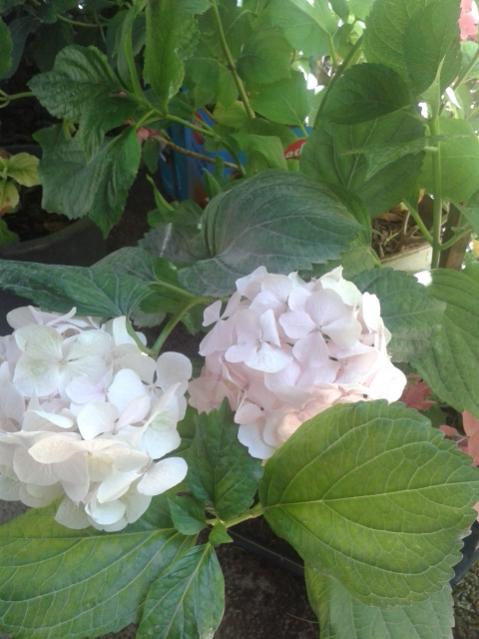 Name:  20170619_131319.jpg
Views: 198
Size:  42.3 KB