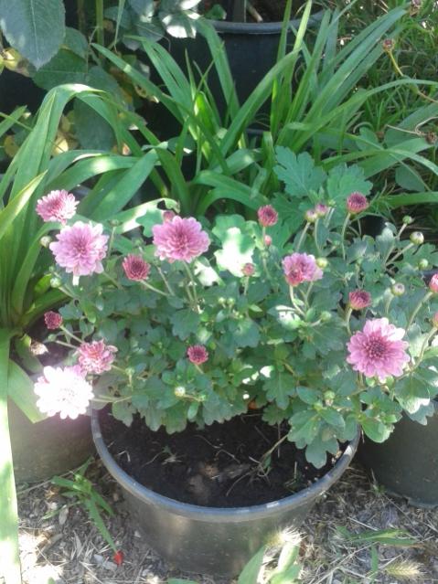 Name:  20170619_131521.jpg
Views: 214
Size:  61.1 KB