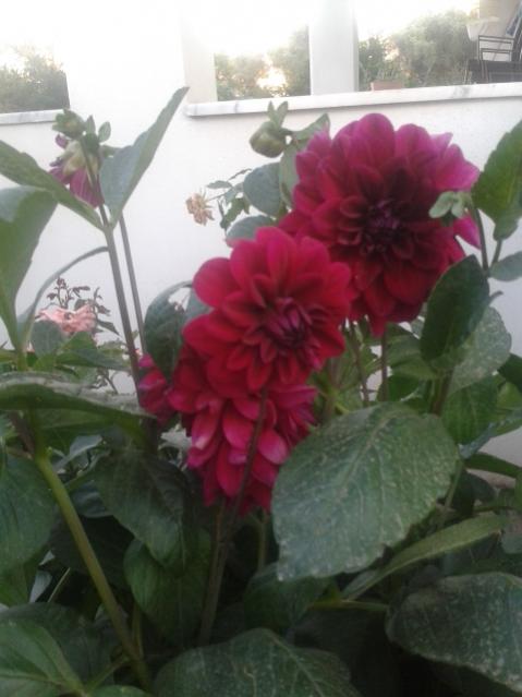 Name:  20170609_200044.jpg
Views: 200
Size:  34.9 KB