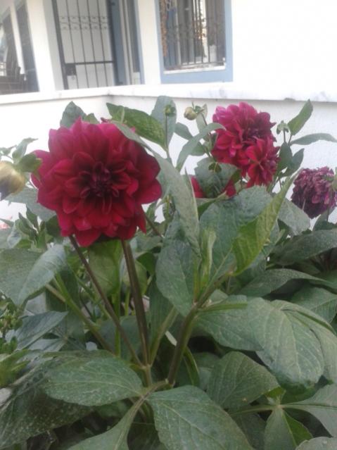 Name:  20170609_200056.jpg
Views: 204
Size:  40.8 KB