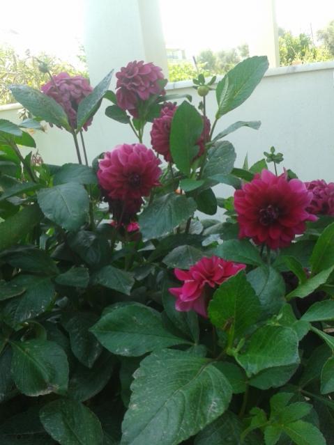 Name:  20170615_112049.jpg
Views: 201
Size:  40.8 KB
