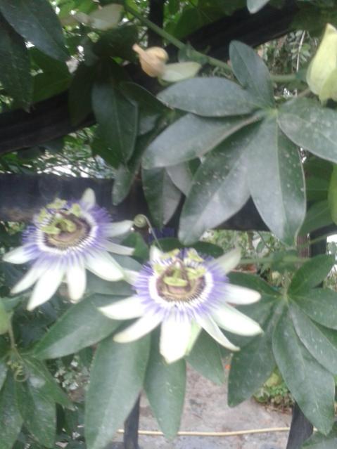Name:  20170608_195001.jpg
Views: 208
Size:  39.7 KB