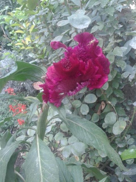 Name:  20170904_112441.jpg
Views: 211
Size:  53.1 KB